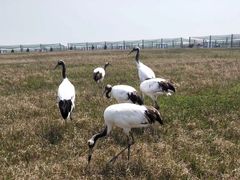 -盐城丹顶鹤湿地生态旅游区