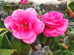 -老东吴食府(雅都店)