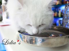 猫-Sirena海妖日咖夜酒