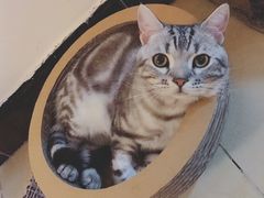 -美联众合爱康动物医院•复杂内科•肿瘤科•牙科•腔镜诊疗中心