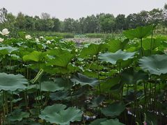 -东郊湿地公园