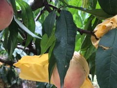 -南汇老顾农家乐采摘大团水蜜桃采摘店