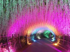 -大塘金香草谷