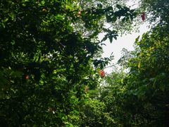 -华侨城湿地公园