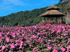 -广州市石门国家森林公园