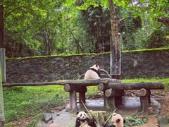 -都江堰中华大熊猫苑