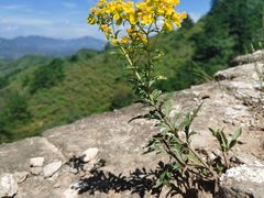 -蟠龙山长城景区