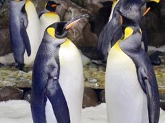 -凯莉-塔尔敦海洋生物水族馆