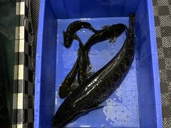 -褒河栈道渔庄(建工路总店)