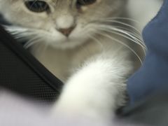 -lincat·猫舍(广州店)
