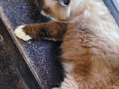 -楼上猫咖(罗湖店)