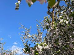 -海棠花溪(元大都城垣遗址公园)
