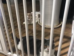 -东方名猫馆·英短金渐层布偶猫舍(环线广场1号楼店)