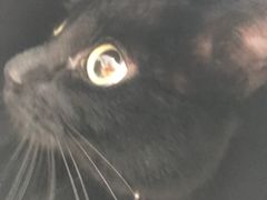 -爱侣宠医·鹦鹉专科·小型哺乳类·异宠专科(灵石路店)