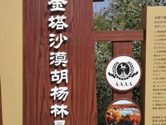 -金塔沙漠胡杨林景区