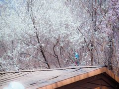 -长白岛森林公园