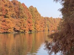 -上海海湾国家森林公园