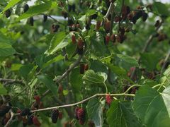 -南京小时候桑葚采摘园