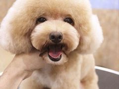 宁波诺比宠物美容照片&nbsp;泰迪日系美容造型-诺比宠物医院心脏内科·泌尿肾内外科·骨科急重症