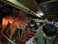 -清迈夜间动物园