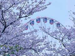 -顾村公园