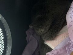 -全心全意连锁动物医院·微创中心·内科急重症·心脏专科(丰管路店)