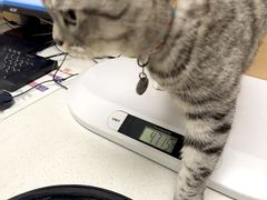 -瑞派康怡24h宠物医院·犬猫医疗中心·微创绝育(瑞景分院)