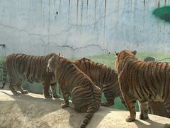 -栾川竹海野生动物园