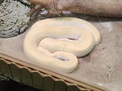 -上海大自然野生昆虫馆(东方明珠·爬宠昆虫探索中心)