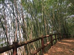 -铁山坪森林公园