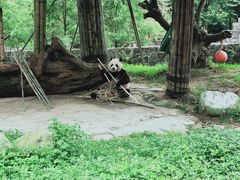 -都江堰中华大熊猫苑