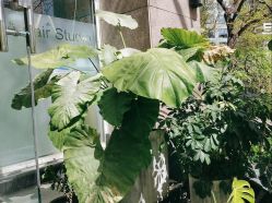 -AFA Hair studio·女士发型设计