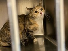 -萌兽医馆·犬猫专科·眼科中心·宠物医院(朝阳门分院)
