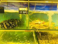 -蚝美人·生蚝海鲜烧烤(茶花园店)