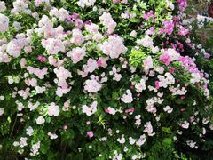 -元大都城垣遗址公园