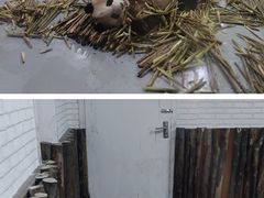 -成都大熊猫繁育研究基地