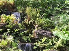 -深圳仙湖植物园