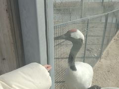 -盐城丹顶鹤湿地生态旅游区