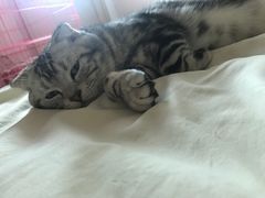 -喵zoo家庭繁育猫舍(尖东智能花园店)