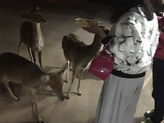 -清迈夜间动物园