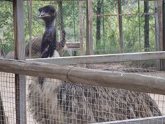 -青藏高原野生动物园