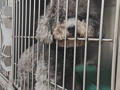 -芭比堂动物医院(广州爱宠下渡路分院)