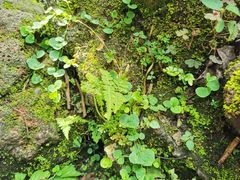 -海口火山口国家地质公园