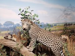 -陕西自然博物馆