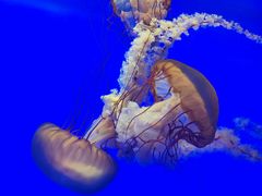 -上海海洋水族馆