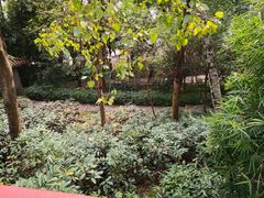 景点-惠州泗洲塔