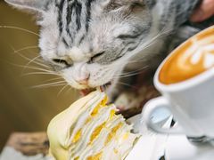 -猫色咖啡·猫咖