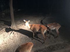 -清迈夜间动物园