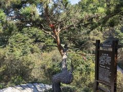 -金龙寺国家森林公园