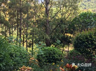 在深圳生活了20多年，却是第一次来仙湖植物园